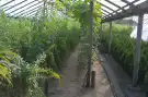 Pest megye - Albertirsa